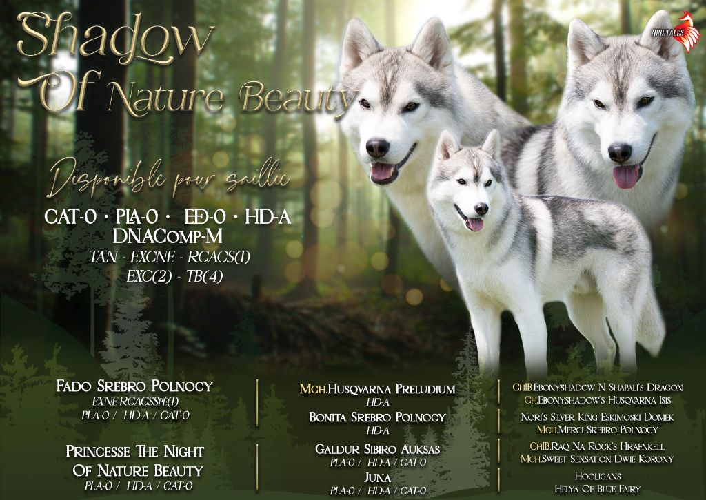Wolves Of The Northern Light - SHADOW OF NATURE BEAUTY