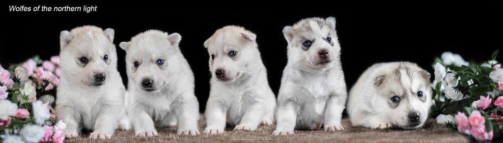 chiot Siberian Husky Wolves Of The Northern Light