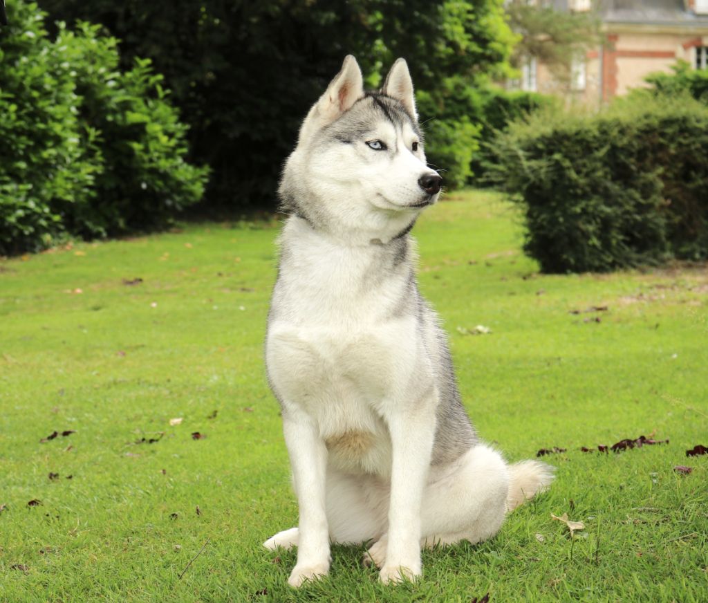 Valkyrie Wolves Of The Northern Light