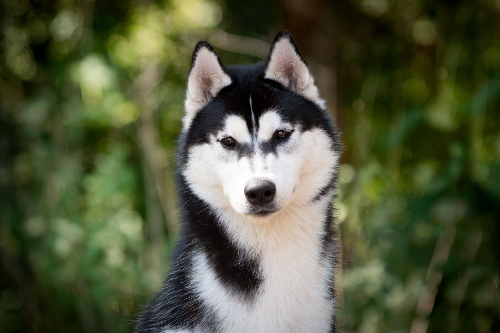 Villow voglio solo te of nashkaia