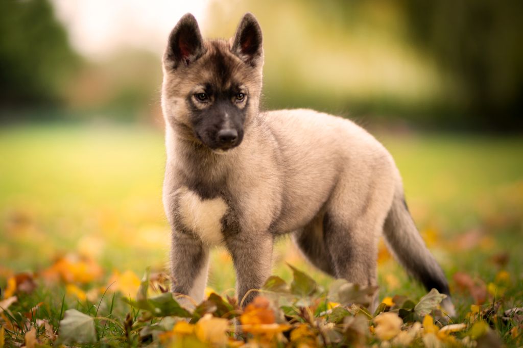 Akela the queen Wolves Of The Northern Light