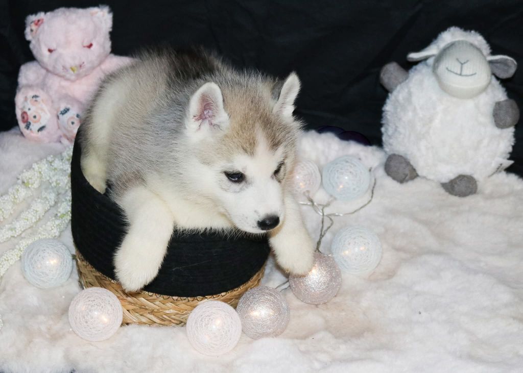 Wolves Of The Northern Light - Chiots disponibles - Siberian Husky