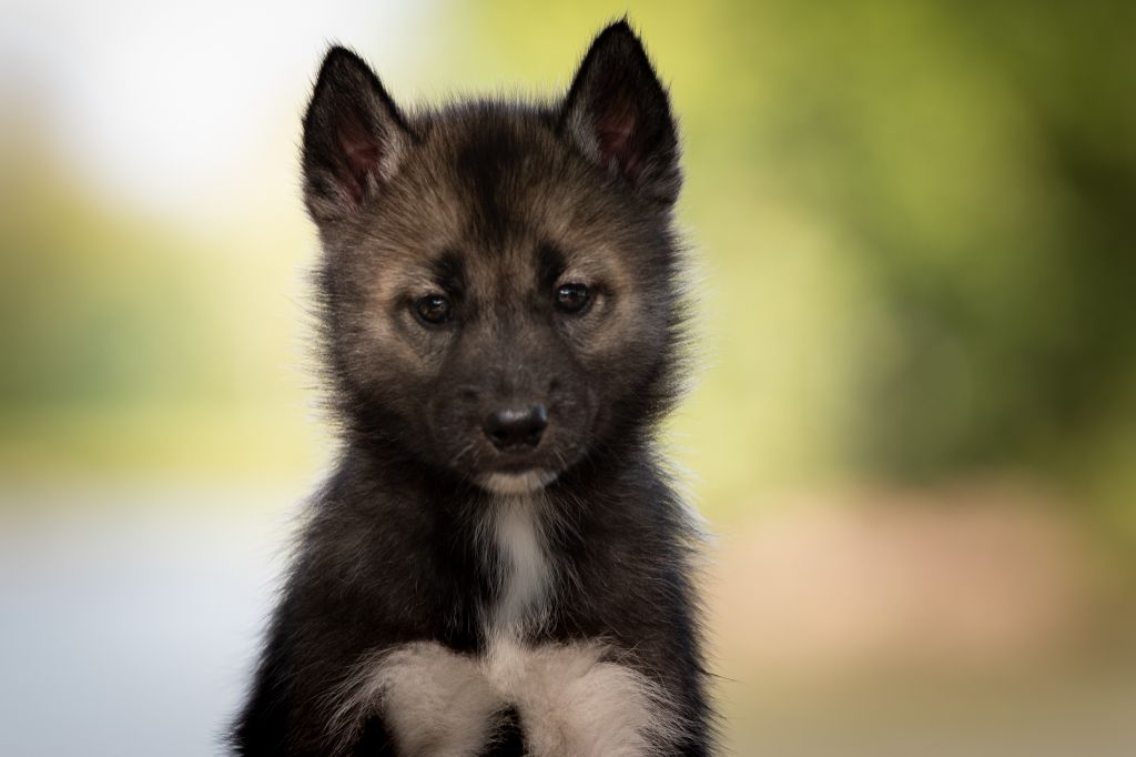 Wolves Of The Northern Light - Chiots disponibles - Siberian Husky