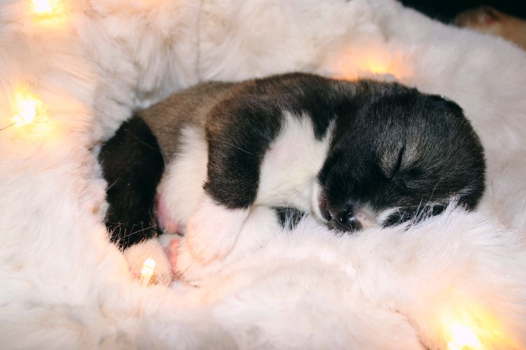 Wolves Of The Northern Light - Chiots disponibles - Siberian Husky