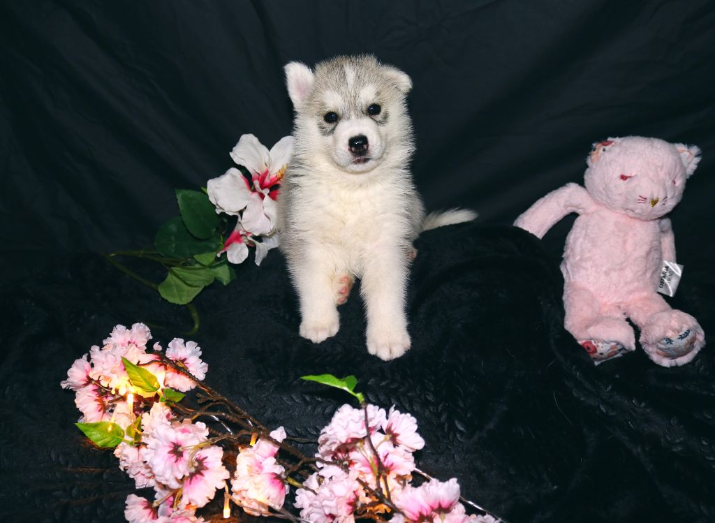 Wolves Of The Northern Light - Chiots disponibles - Siberian Husky