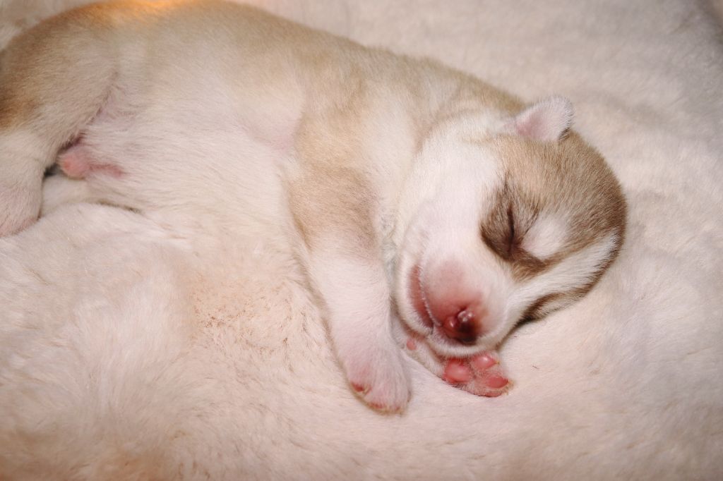 Wolves Of The Northern Light - Chiots disponibles - Siberian Husky