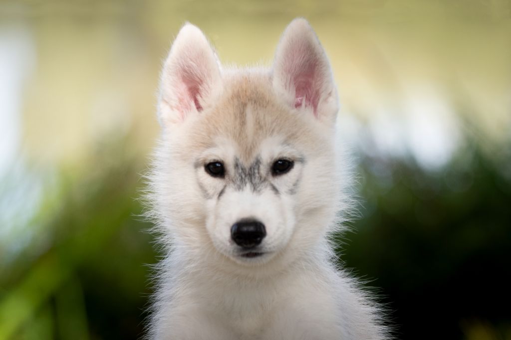 Wolves Of The Northern Light - Siberian Husky - Portée née le 26/06/2025