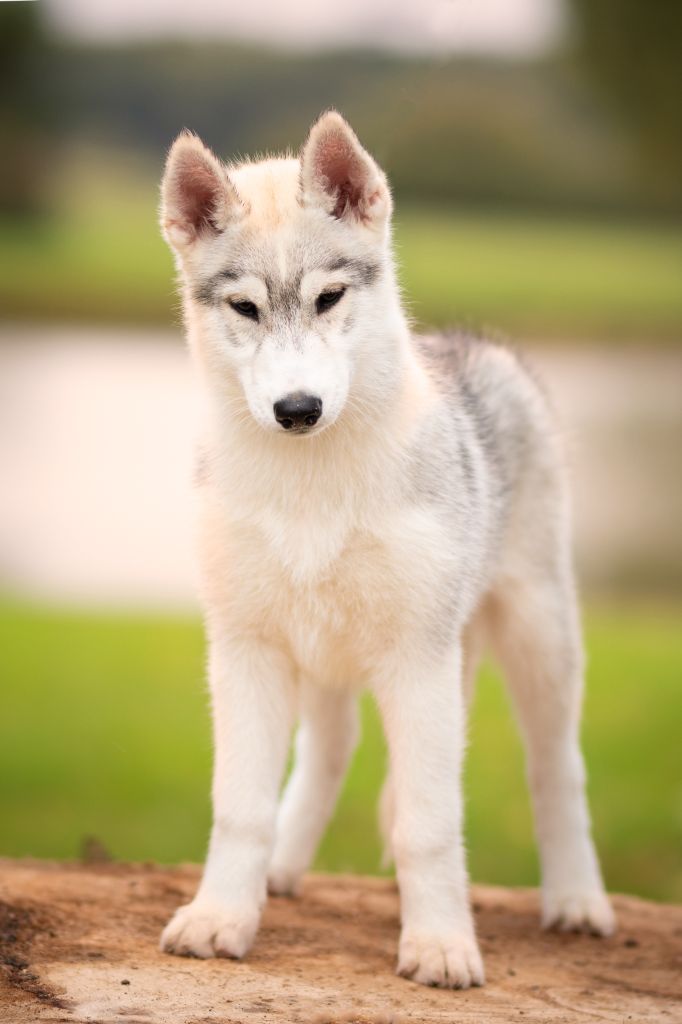 Wolves Of The Northern Light - Chiots disponibles - Siberian Husky