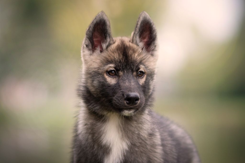 Wolves Of The Northern Light - Chiots disponibles - Siberian Husky