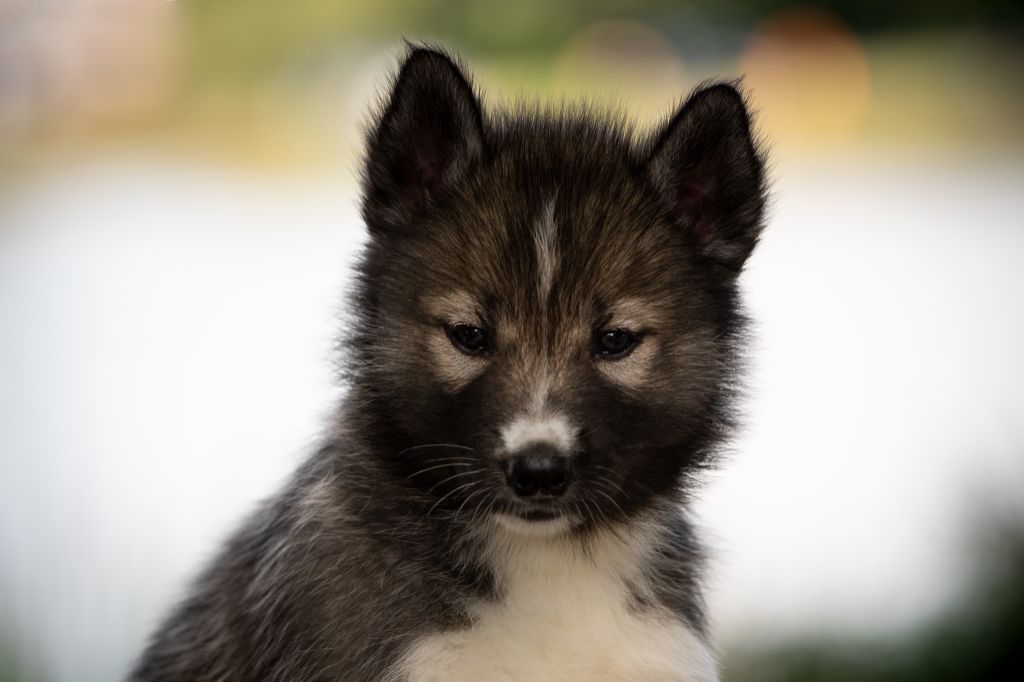 Wolves Of The Northern Light - Chiots disponibles - Siberian Husky