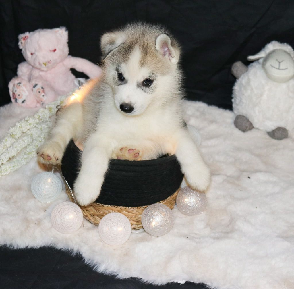 Wolves Of The Northern Light - Chiots disponibles - Siberian Husky