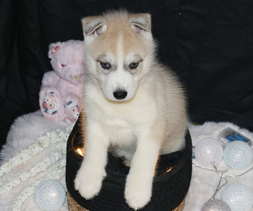 Wolves Of The Northern Light - Chiots disponibles - Siberian Husky