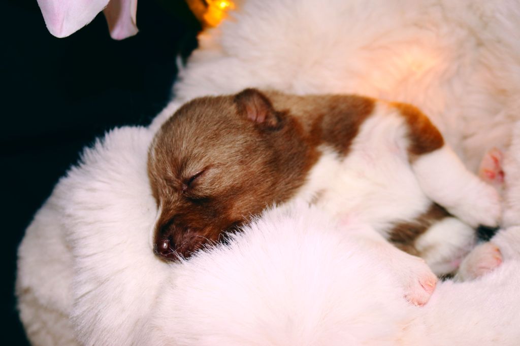Wolves Of The Northern Light - Chiots disponibles - Siberian Husky